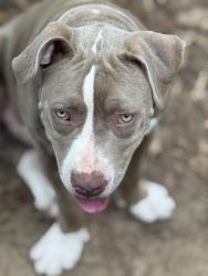 Lost Female Dog last seen Hwy 146 N, Cleveland, TX 77327