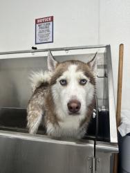 Reunited Male Dog last seen Azalea Park, FL, USA, Azalea Park, FL 32807