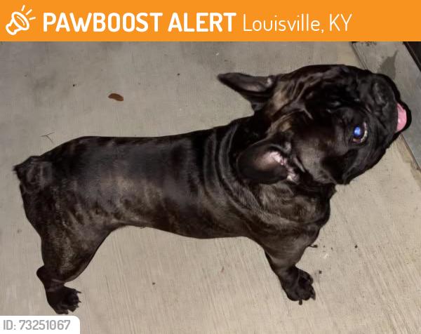 Found/Stray Male Dog last seen Meadow valley lane, Louisville, KY 40291