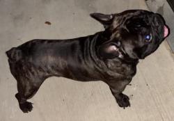 Found/Stray Male Dog last seen Meadow valley lane, Louisville, KY 40291