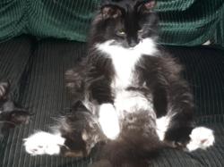 Lost Female Cat last seen Heartland Trail & 219th ave., Nevis, MN 56467