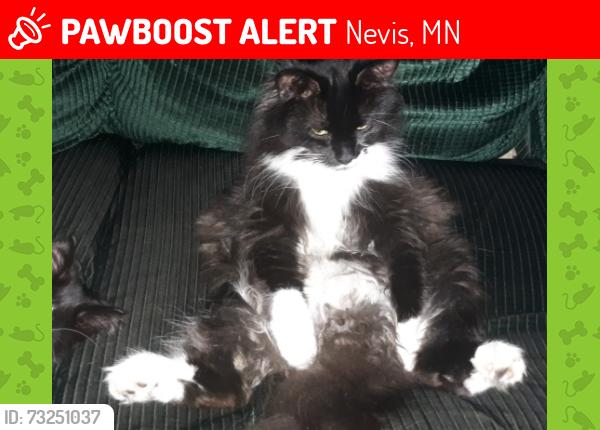 Lost Female Cat last seen Heartland Trail & 219th ave., Nevis, MN 56467