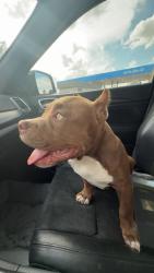 Lost Male Dog last seen 11st st and jackson ave, Odessa, TX 79761