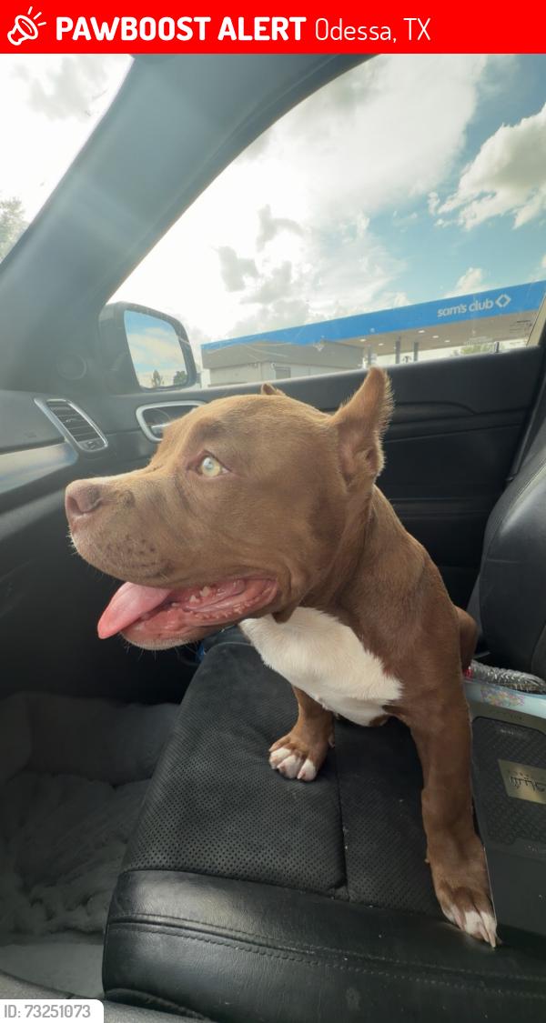Lost Male Dog last seen 11st st and jackson ave, Odessa, TX 79761