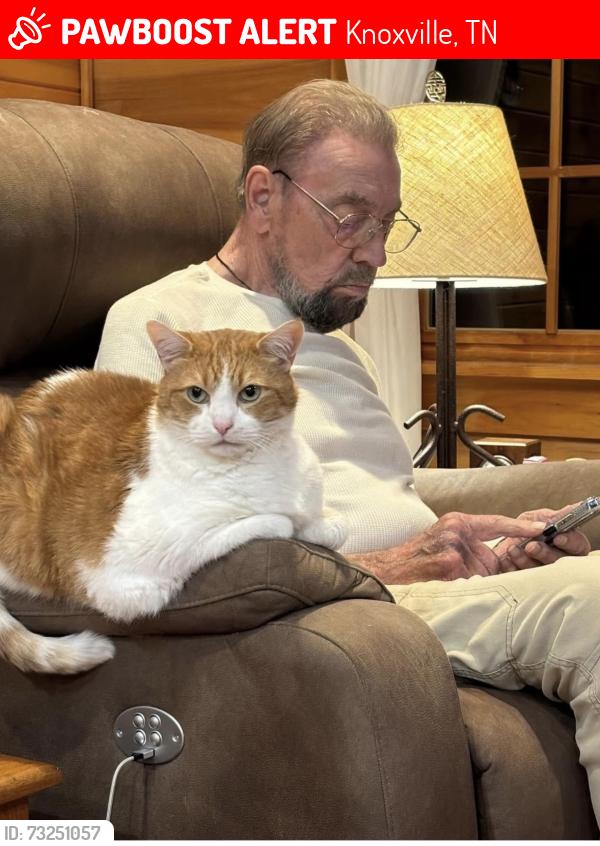 Lost Male Cat last seen Pickens Gap, Knoxville, TN 37920