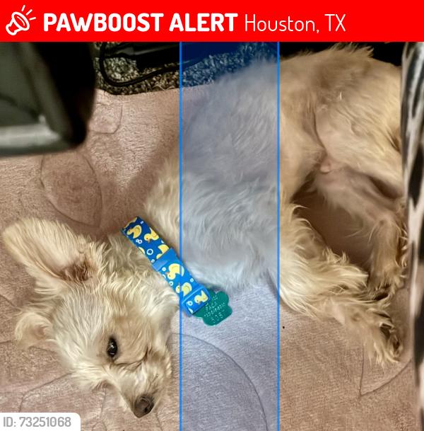 Lost Male Dog last seen Holden Alief area, Houston, TX 77083
