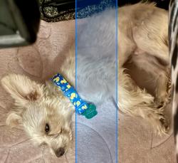 Lost Male Dog last seen Holden Alief area, Houston, TX 77083