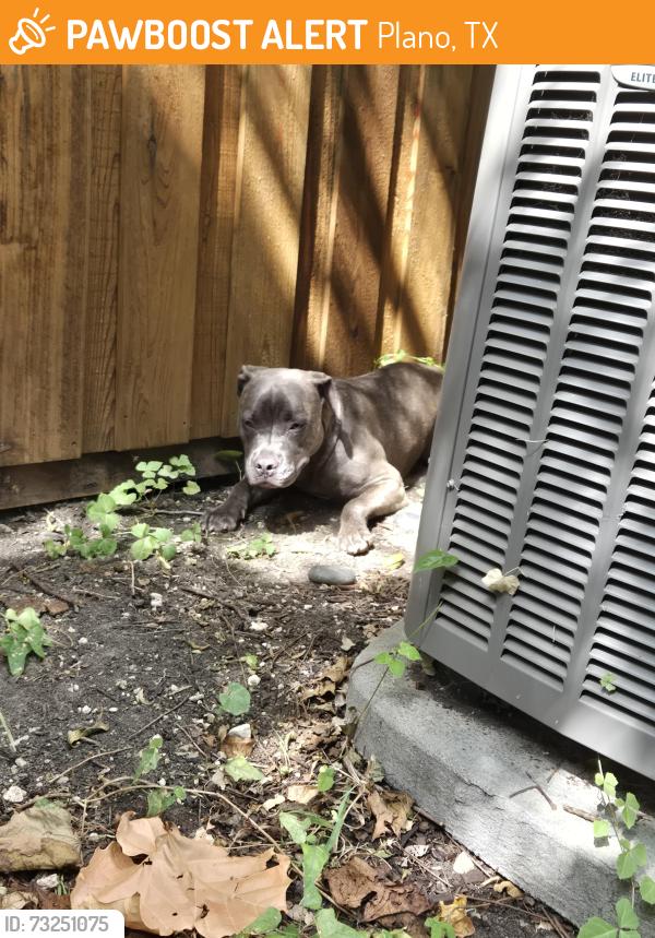 Found/Stray Unknown Dog last seen Kingsbridge & Stained Glass, Plano, TX 75075