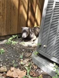 Found/Stray Unknown Dog last seen Kingsbridge & Stained Glass, Plano, TX 75075