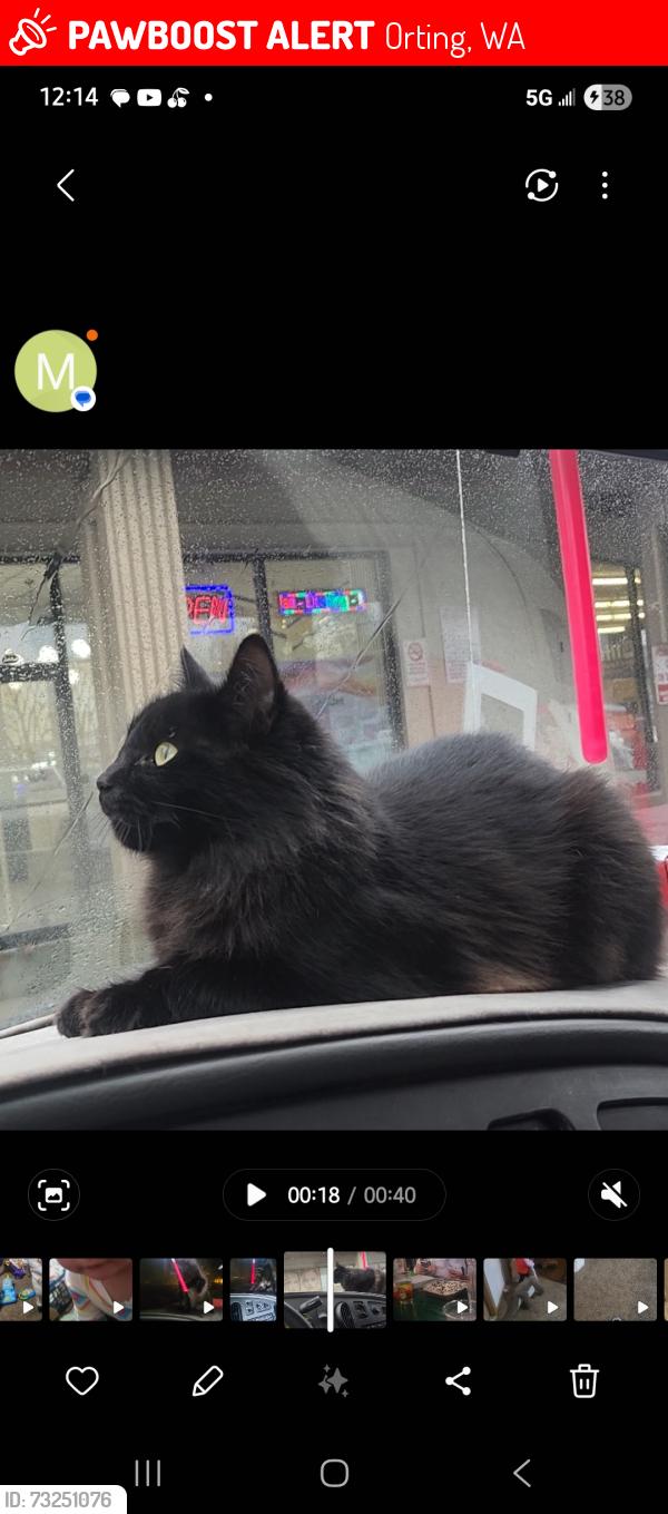 Lost Female Cat last seen Sumner square apts, Sumner, WA 98390