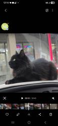 Lost Female Cat last seen Sumner square apts, Sumner, WA 98390