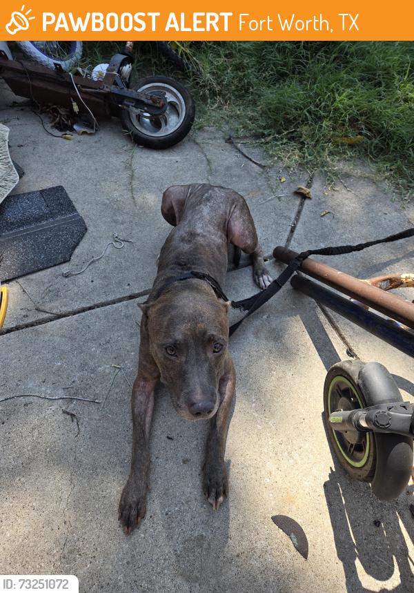 Found/Stray Female Dog last seen TCU, Fort Worth, TX 76110