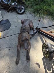 Found/Stray Female Dog last seen TCU, Fort Worth, TX 76110