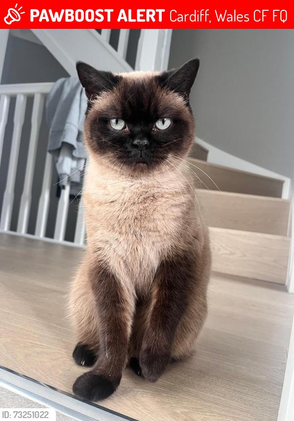 Lost Female Cat last seen Albany Road Card Factory, Cardiff, Wales 