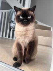 Lost Female Cat last seen Albany Road Card Factory, Cardiff, Wales 