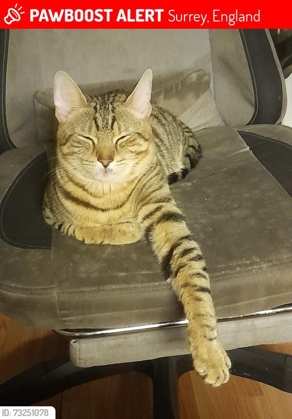 Lost Male Cat last seen Cherwell court epsom, Surrey, England 