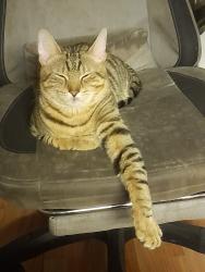 Lost Male Cat last seen Cherwell court epsom, Surrey, England 