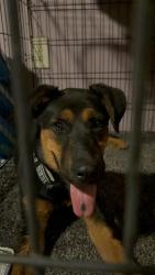 Found/Stray Female Dog last seen Yosemite and Lapham Ave, Modesto, CA 95354