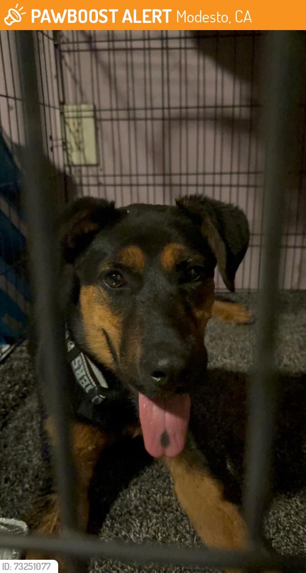 Found/Stray Female Dog last seen Yosemite and Lapham Ave, Modesto, CA 95354