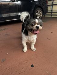 Reunited Male Dog last seen Island Breeze Ct, Orlando, FL 32824, USA, Orlando, FL 32824