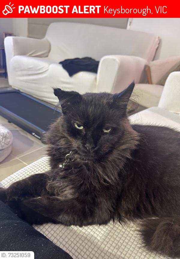 Lost Male Cat last seen Near Dahlia Crescent, Keysborough, VIC 3173, Keysborough, VIC 3173