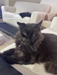 Lost Male Cat last seen Near Dahlia Crescent, Keysborough, VIC 3173, Keysborough, VIC 3173