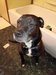 Reunited Male Dog last seen US HWY 19, New Port Richey, FL 34652