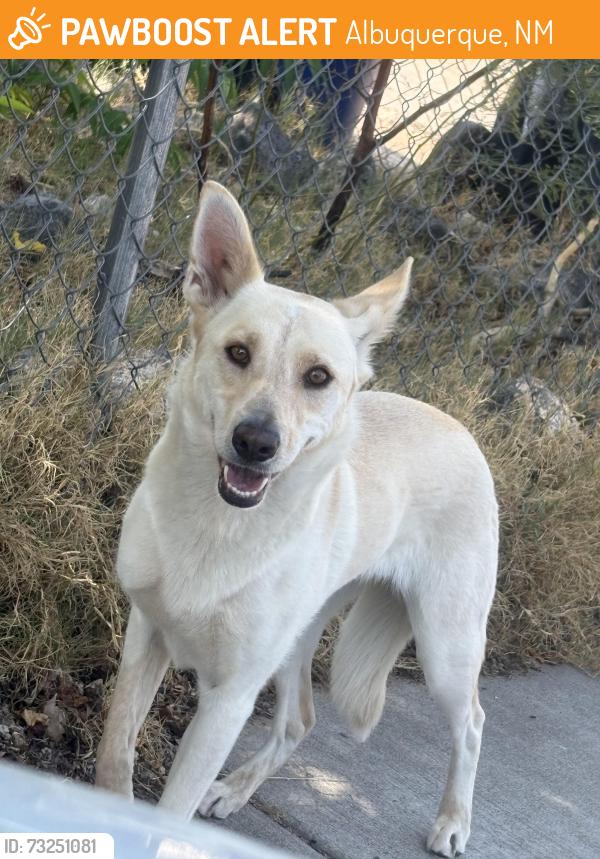 Found/Stray Unknown Dog last seen Roaming the street on 55th street, north of Hanover and south of Iliff, Albuquerque, NM 87105