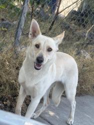 Found/Stray Unknown Dog last seen Roaming the street on 55th street, north of Hanover and south of Iliff, Albuquerque, NM 87105