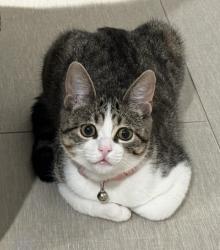 Lost Female Cat last seen Pickett Road and Highway 339, Vermilion Parish, LA 70533