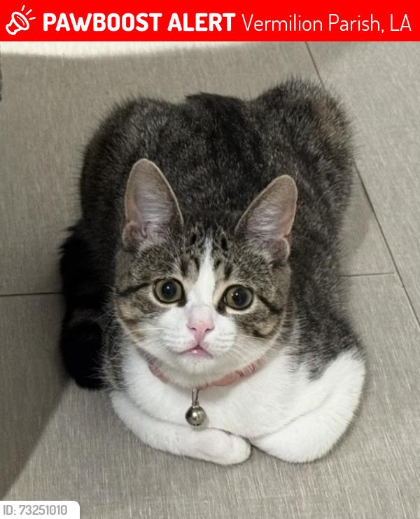 Lost Female Cat last seen Pickett Road and Highway 339, Vermilion Parish, LA 70533