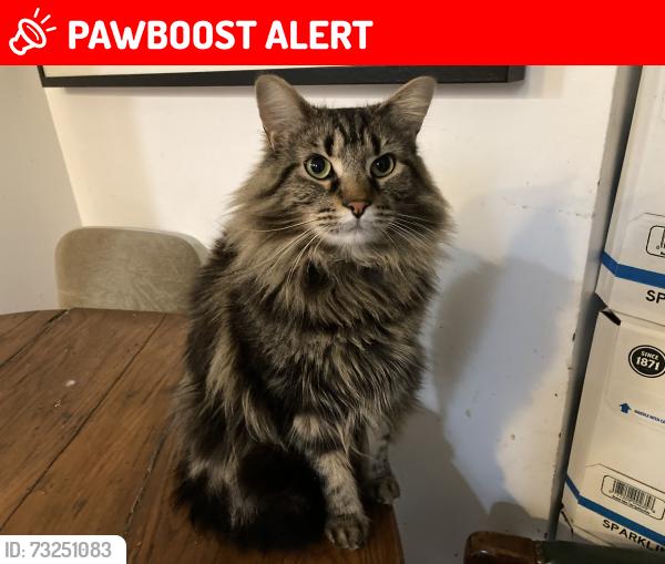 Lost Female Cat last seen South millway and Burnhamthorpe, Mississauga, ON L5L 3P5