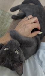 Reunited Male Cat last seen Frodsham street & Lever street, Albion, Albion, QLD 4010