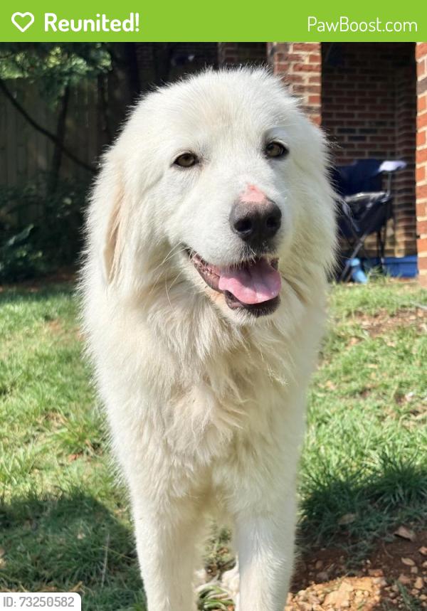 Reunited Female Dog last seen Shallowford Road, Chattanooga, TN 37401