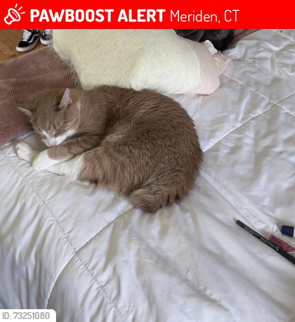 Lost Male Cat last seen Near Lourdes ct, Meriden, CT 06451