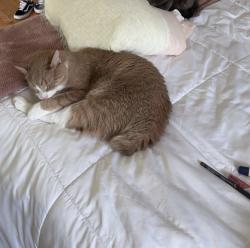 Lost Male Cat last seen Near Lourdes ct, Meriden, CT 06451