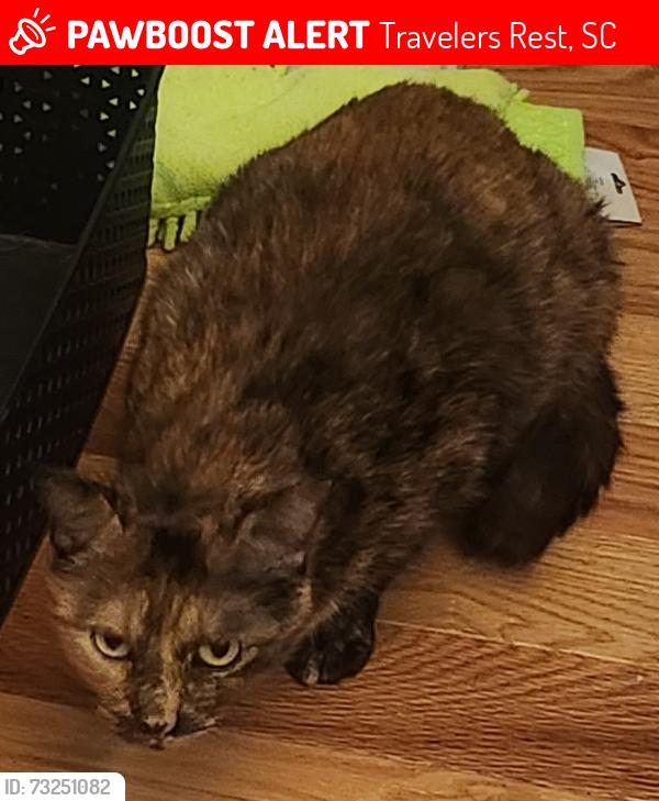 Lost Female Cat last seen Beaver Dam and Old Hwy 25, Travelers Rest, SC 29690