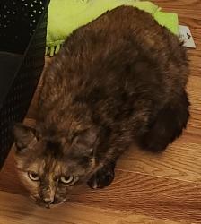 Lost Female Cat last seen Beaver Dam and Old Hwy 25, Travelers Rest, SC 29690