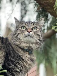 Lost Female Cat last seen Near McElroy rd, Arlington, wa, Arlington, WA 98223