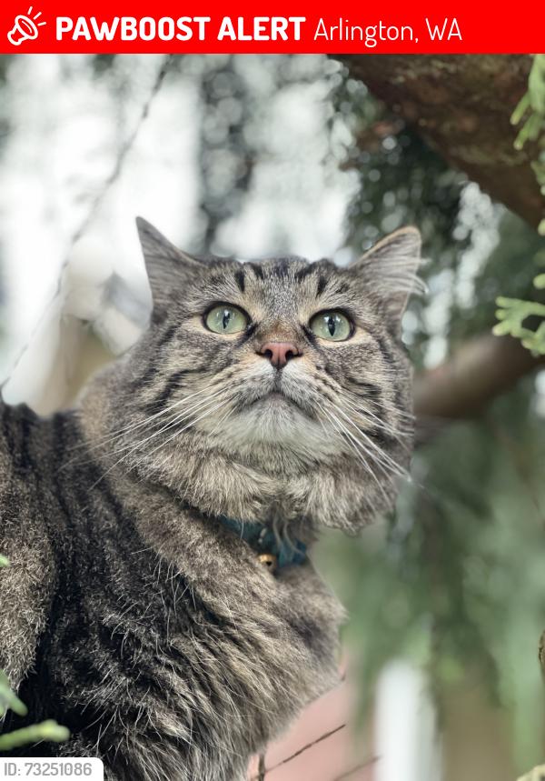 Lost Female Cat last seen Near McElroy rd, Arlington, wa, Arlington, WA 98223