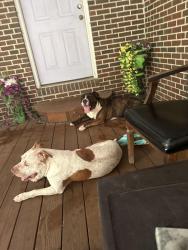 Found/Stray Male Dog last seen Sunshine hse Daycare/Cliffdale West, Fayetteville, NC 28314