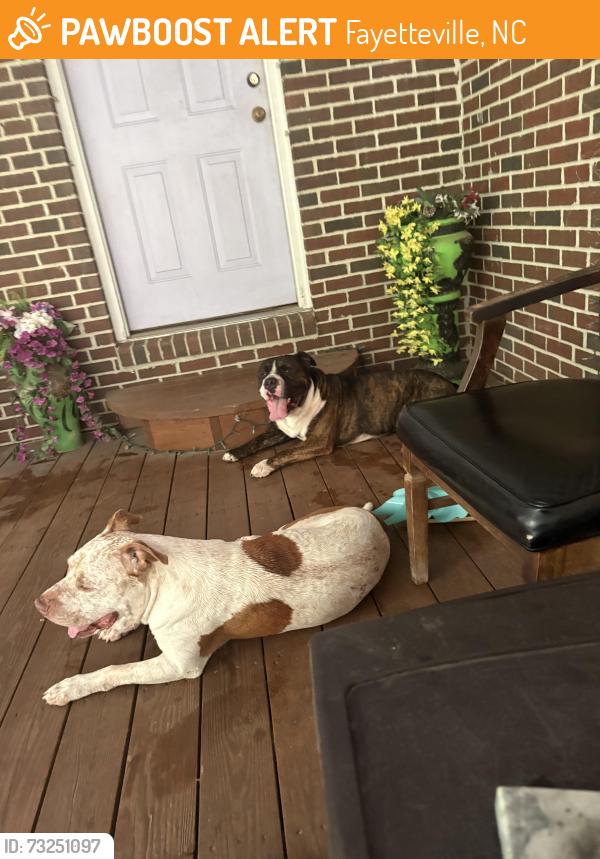 Found/Stray Male Dog last seen Sunshine hse Daycare/Cliffdale West, Fayetteville, NC 28314