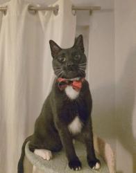 Reunited Male Cat last seen 8th Street S, St. Petersburg, FL 33705