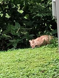 Found/Stray Unknown Cat last seen Ja reighton street, Omaha, NE 68114