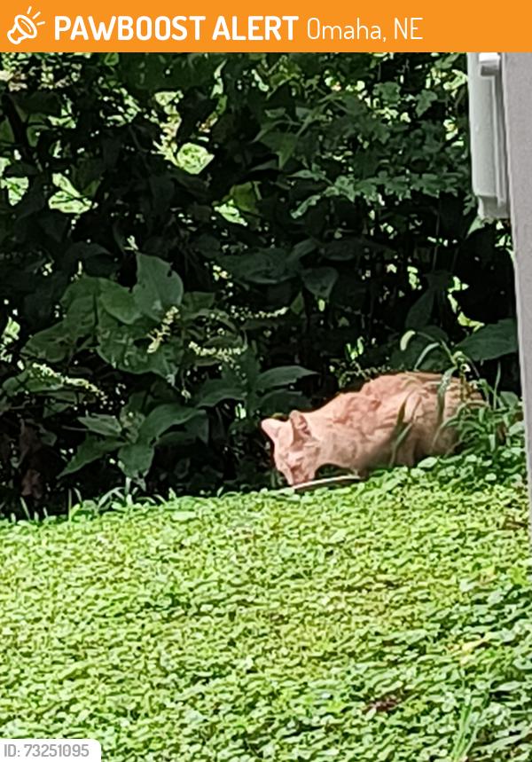 Found/Stray Unknown Cat last seen Ja reighton street, Omaha, NE 68114