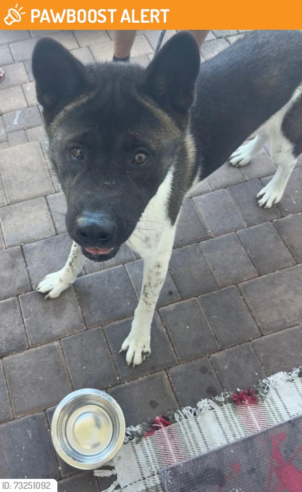 Found/Stray Female Dog last seen Near ST SW 230 Avenue, Miami-Dade County, FL 33170