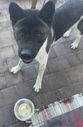 Found/Stray Female Dog last seen Near ST SW 230 Avenue, Miami-Dade County, FL 33170