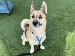 Shelter Stray Female Dog last seen , 3201 Lacy St, Los Angeles, CA 90031, USA
