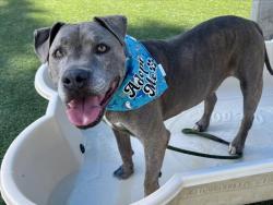 Shelter Stray Male Dog last seen , 3201 Lacy St, Los Angeles, CA 90031, USA