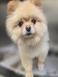 Shelter Stray Male Dog last seen , 3201 Lacy St, Los Angeles, CA 90031, USA
